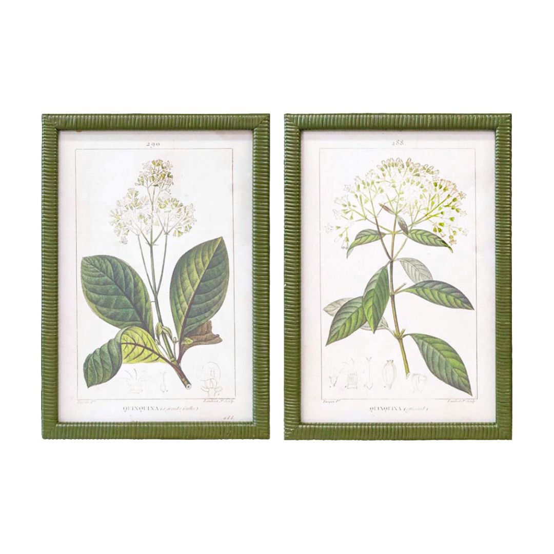 Duo Set Of Verdure Blanc Framed Botanical Prints