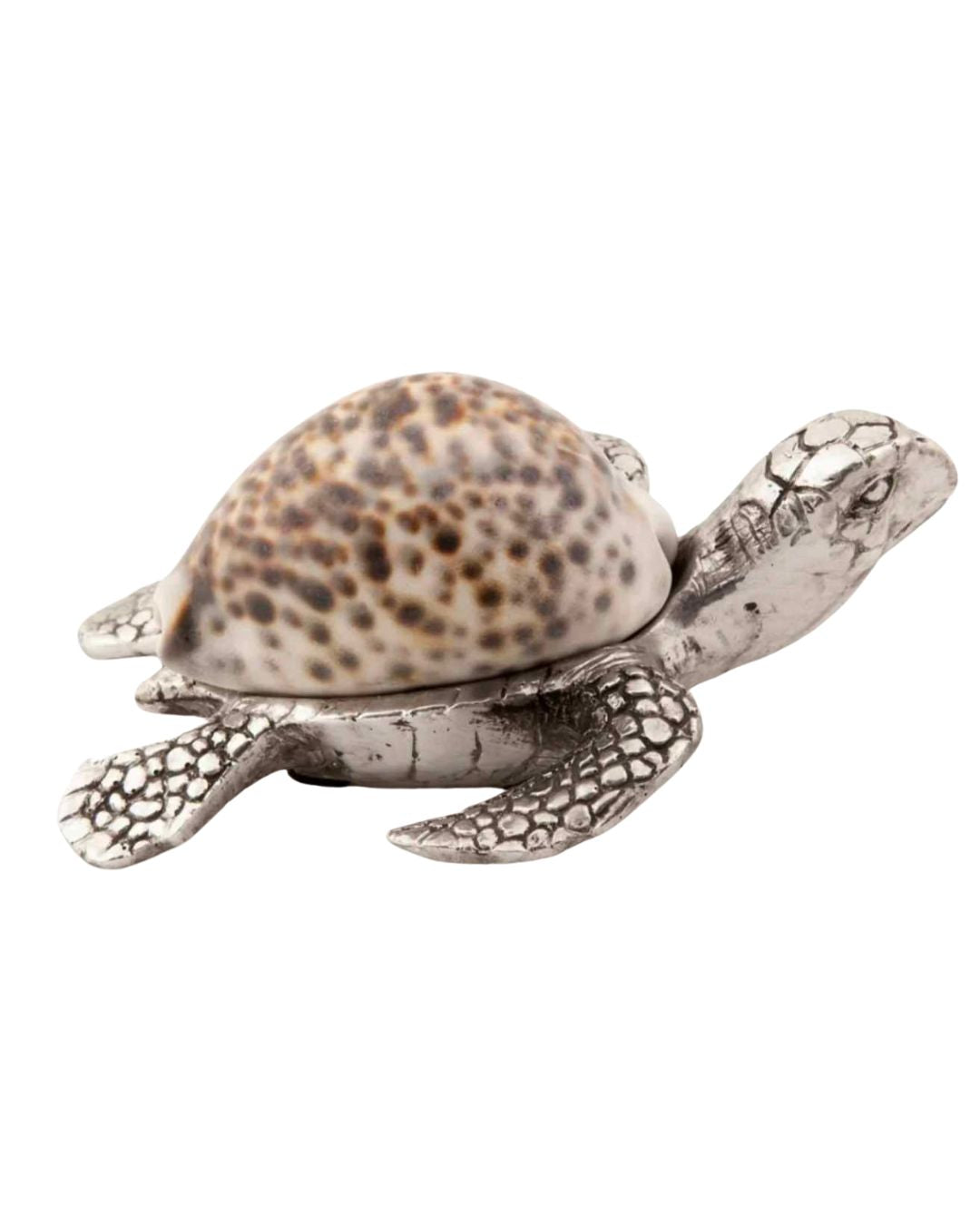 Cowrie Shell Turtle