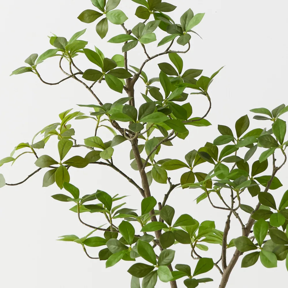 Cape Jasmine Tree - 90cm