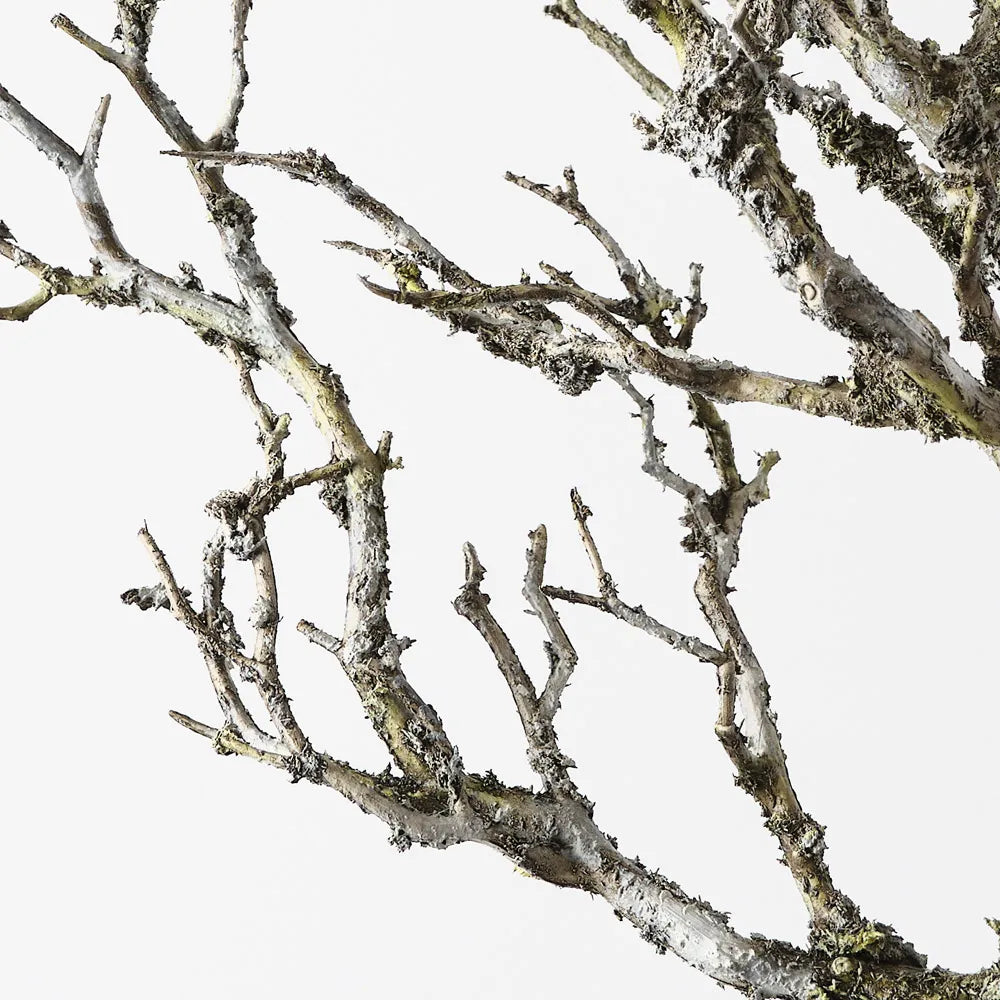Twig Coral Branch
