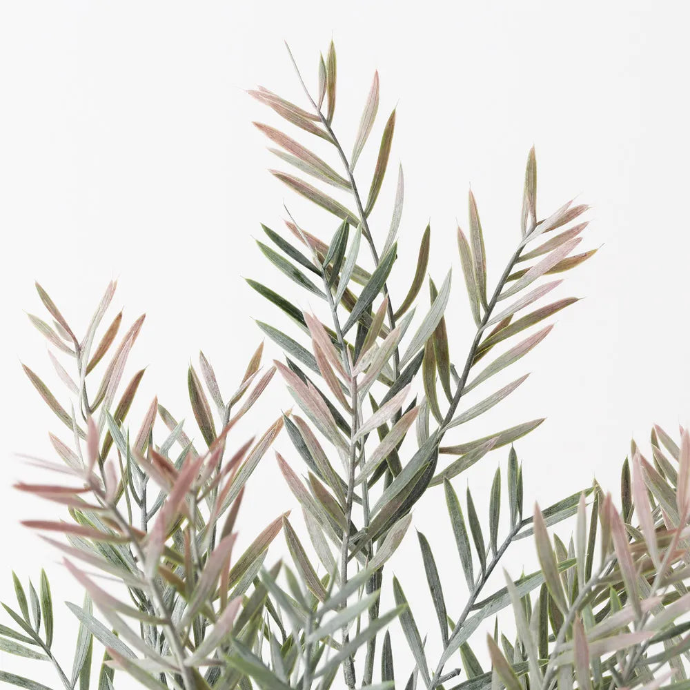 Acacia Leaf Plant Pink - 43cm
