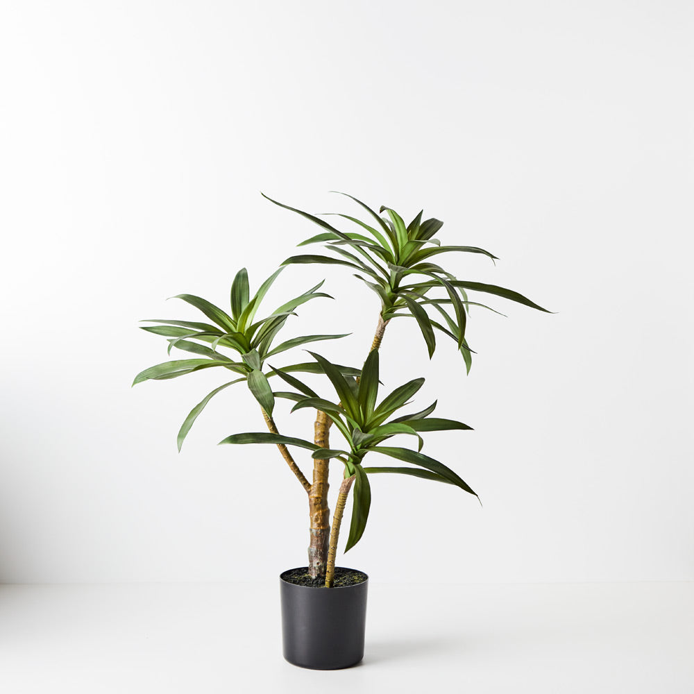 Trio Head Yucca Potted Plant 63 cm