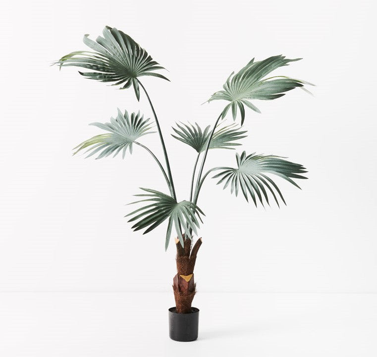 Palm Fan Plant 120cm