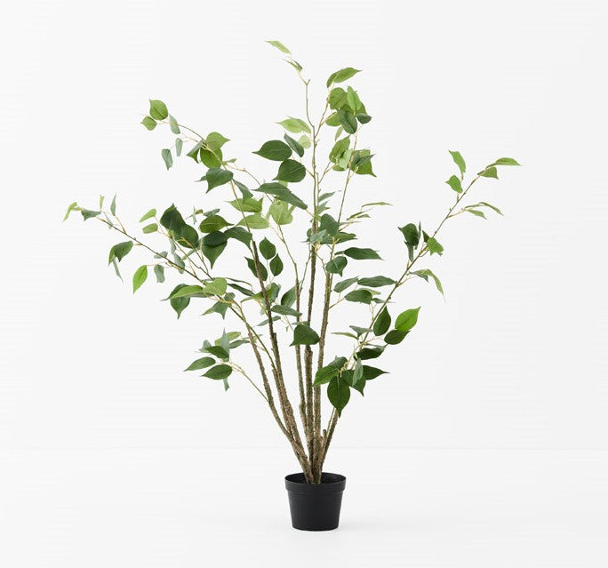 Ficus Tree 90 cm