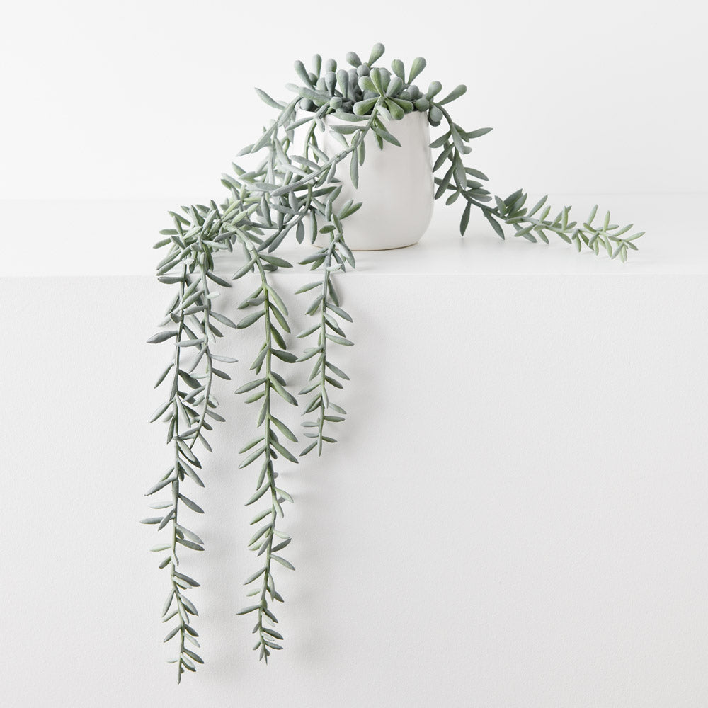 Cascading Senecio Potted Vine