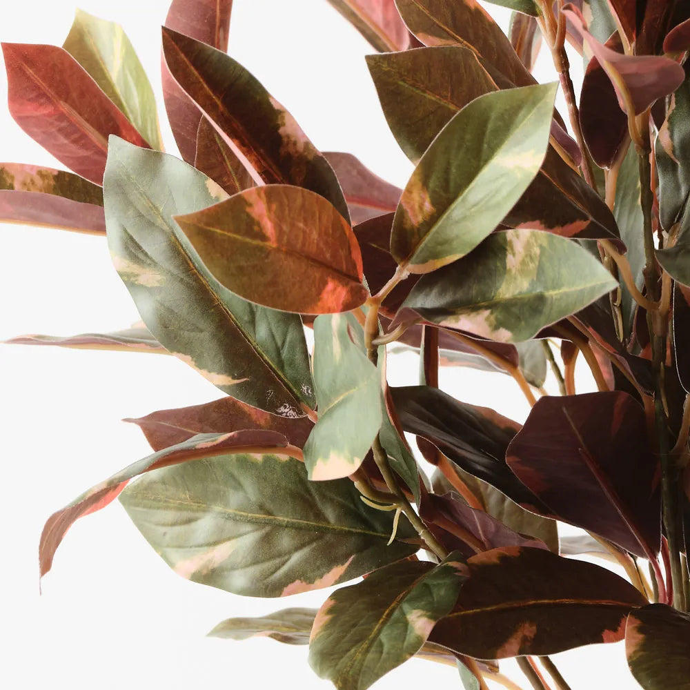 Laurel Plant - Green Burgandy