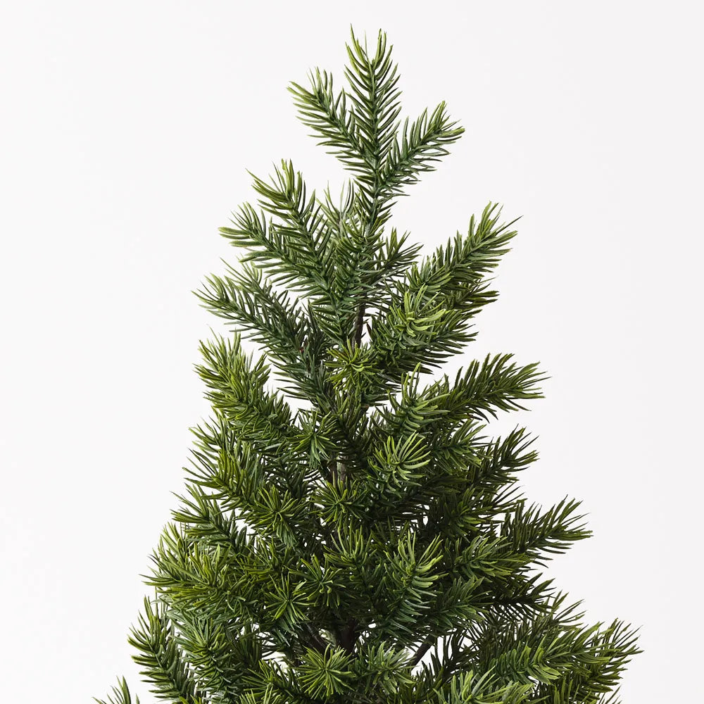 Noble Fir Tree in Pot 66cm