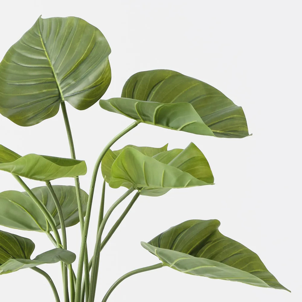 Taro Plant 60cm
