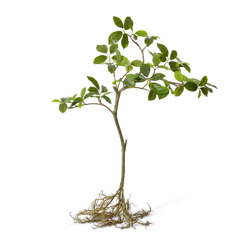 Blue Berry Tree with Roots 90cm