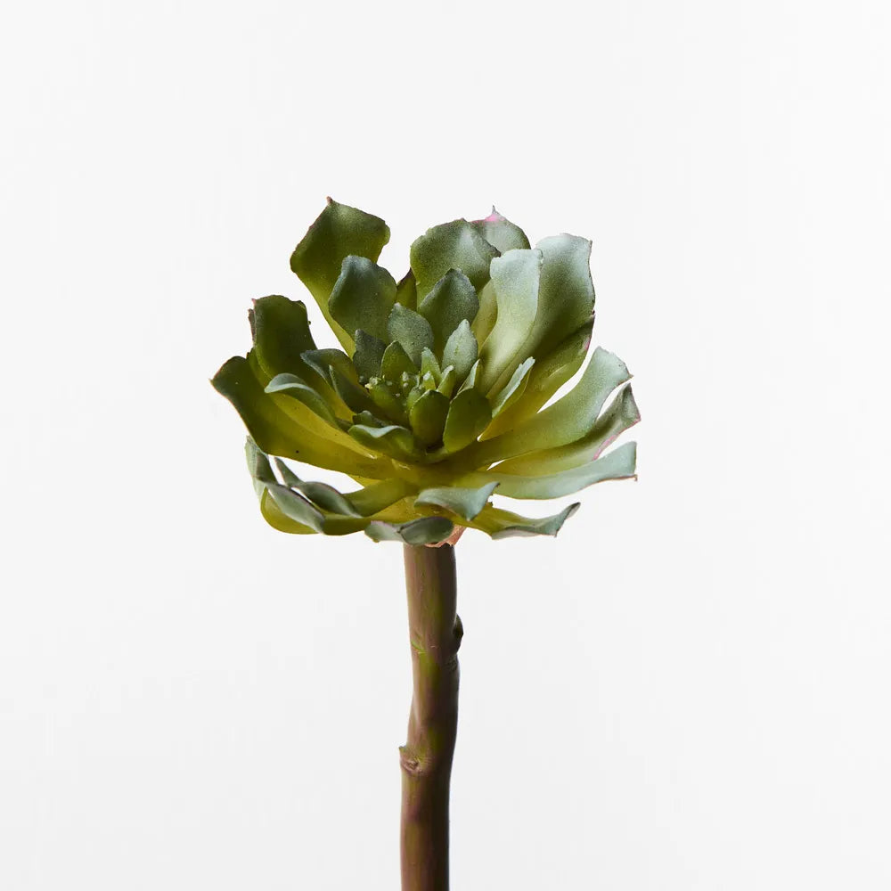 Grey Green Succulent Stem