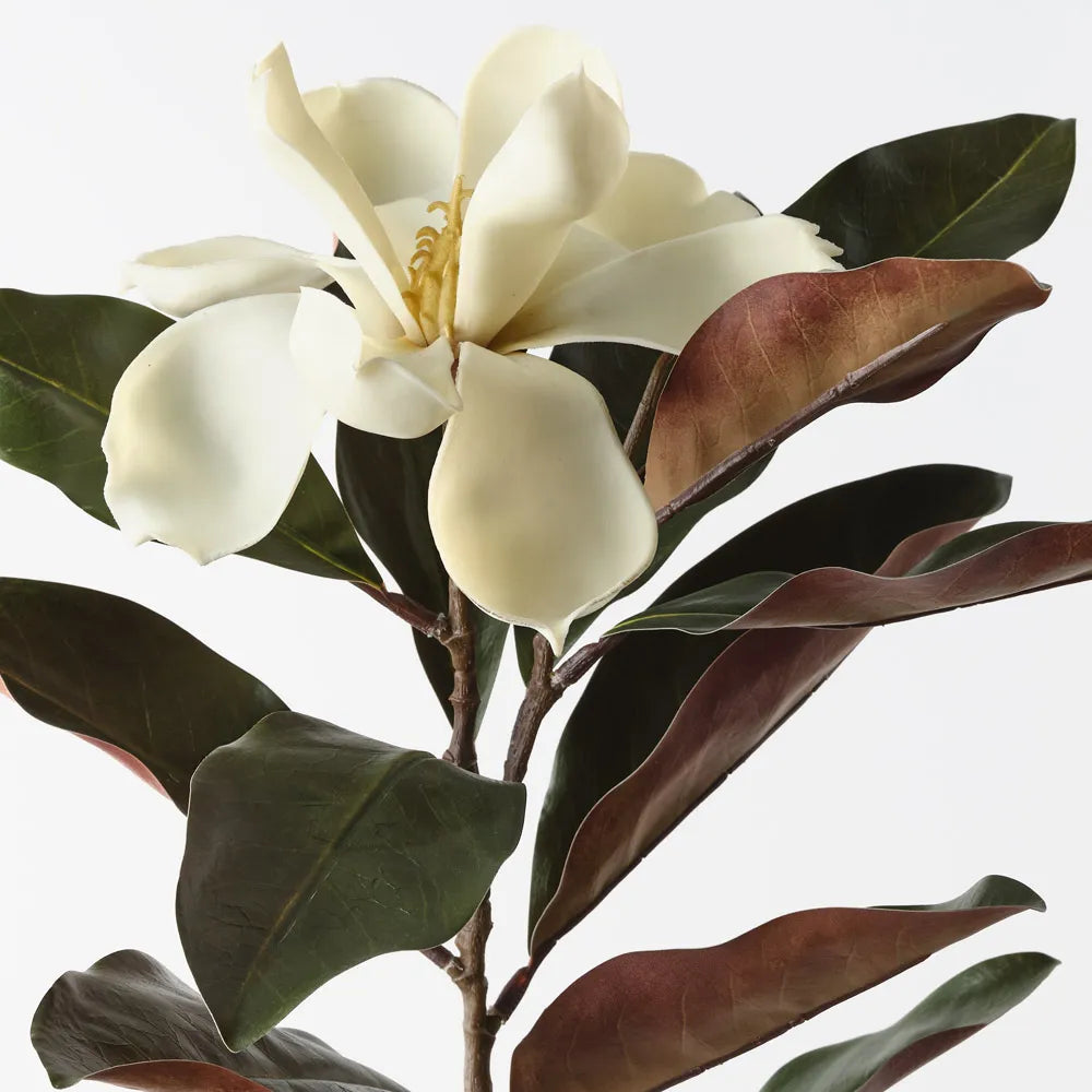 Magnolia Stem - 87cm
