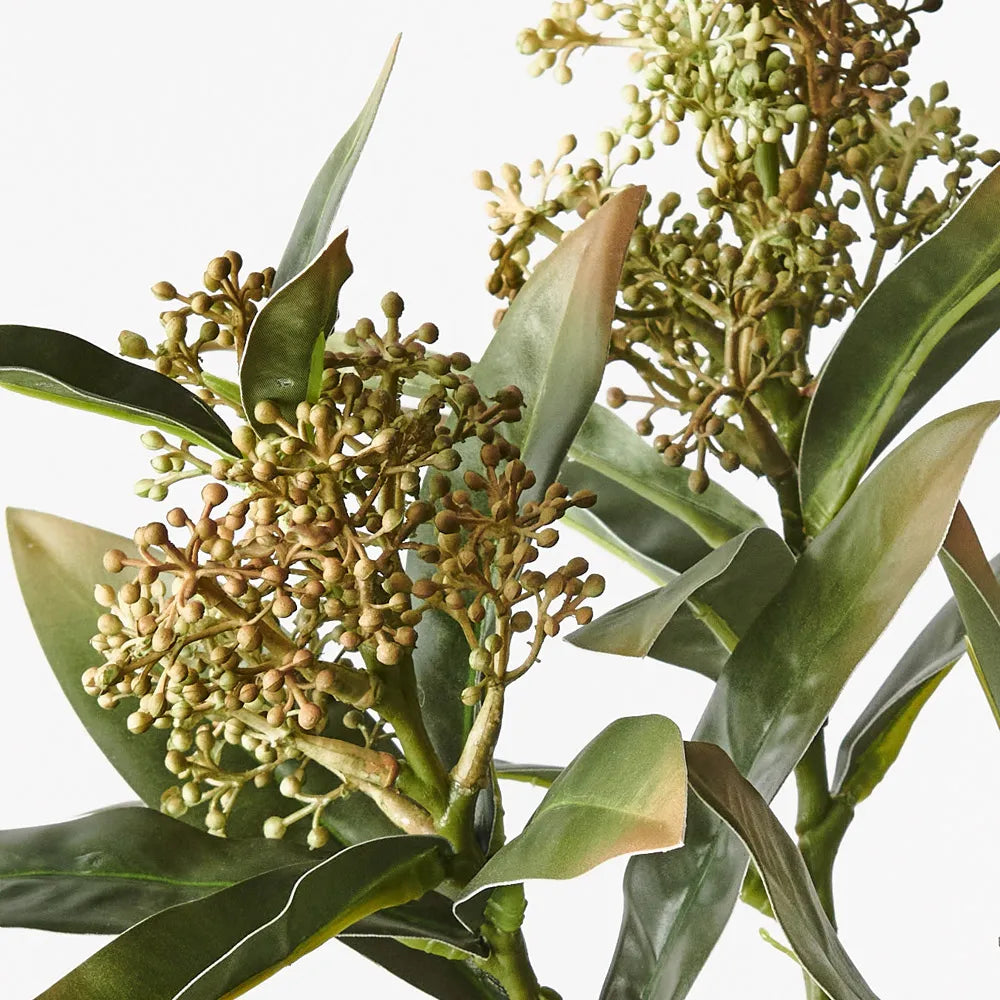Skimmia Spray