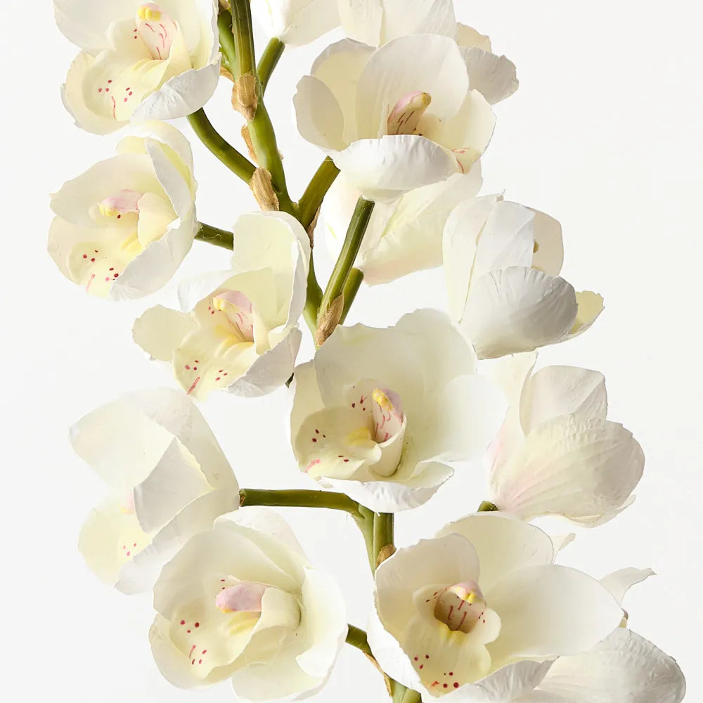Cymbidium Orchid 83 cm Stem - White