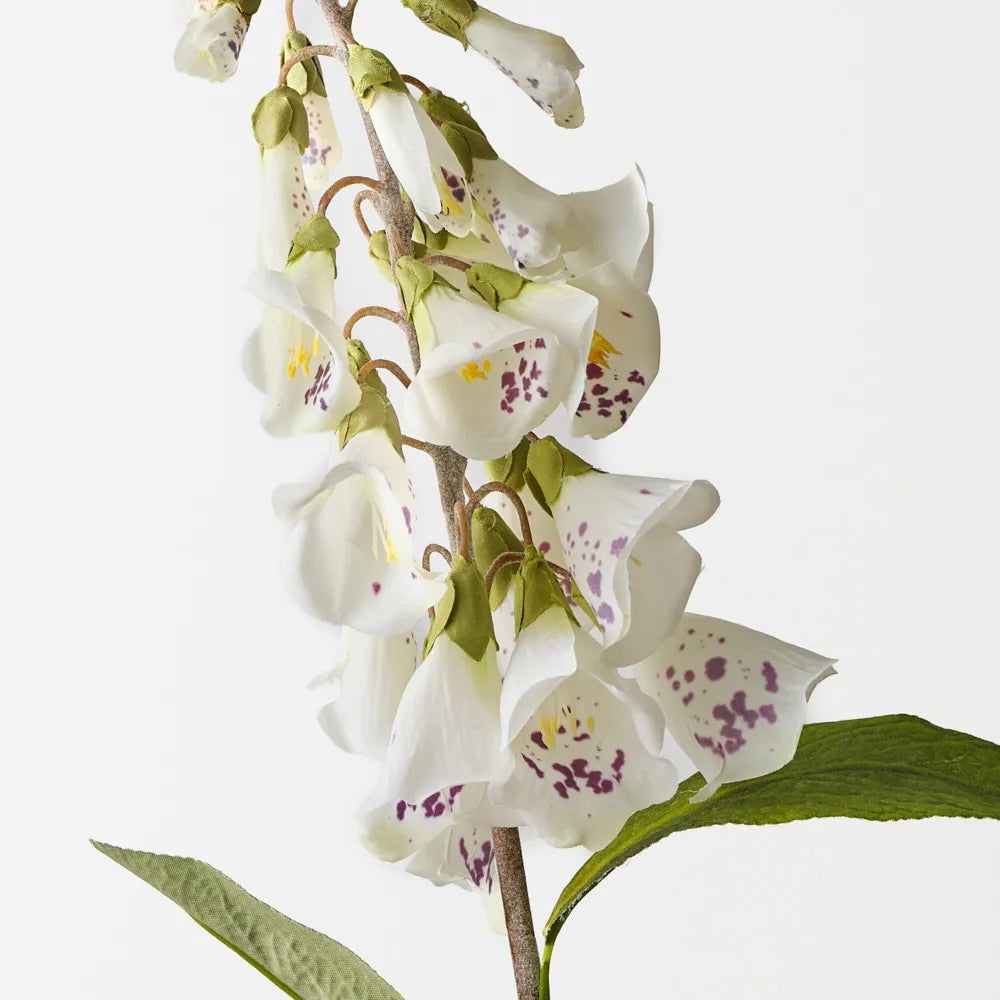 Foxglove 63 cm Stem - White