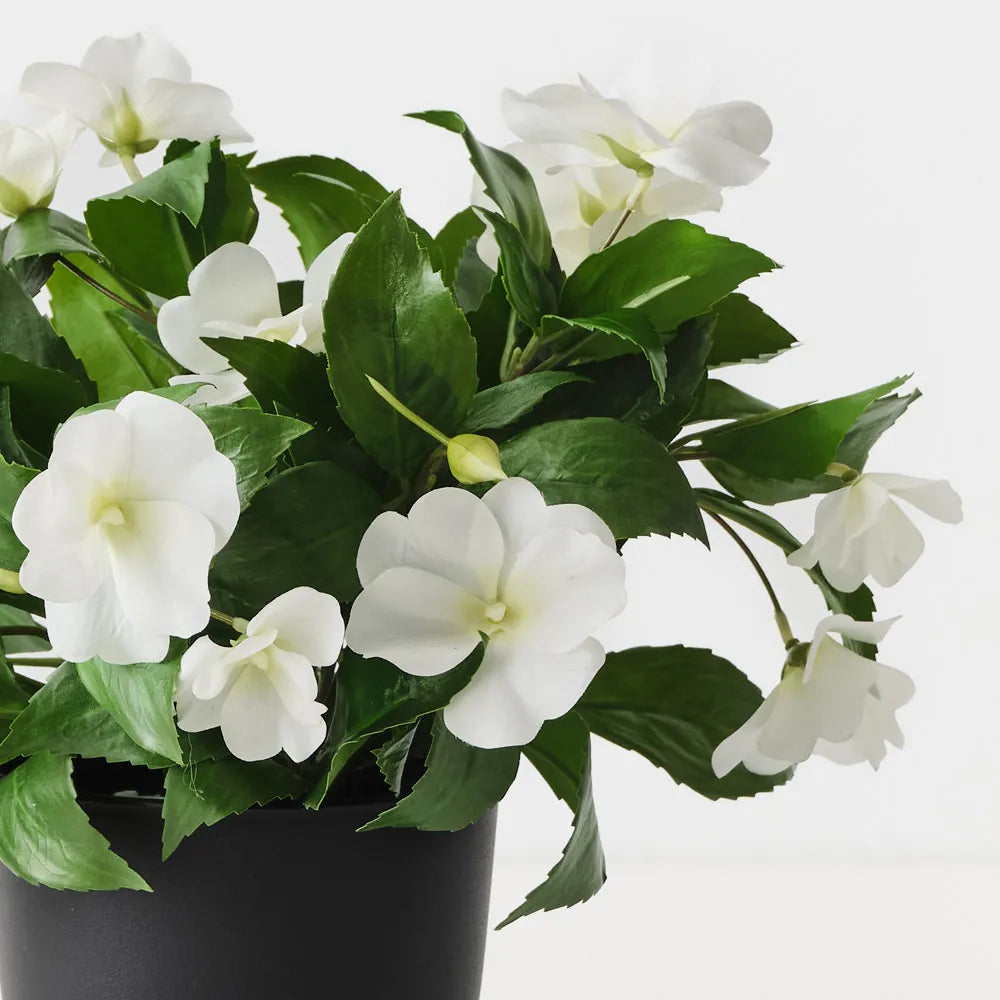 Impatiens Plant 28 cm