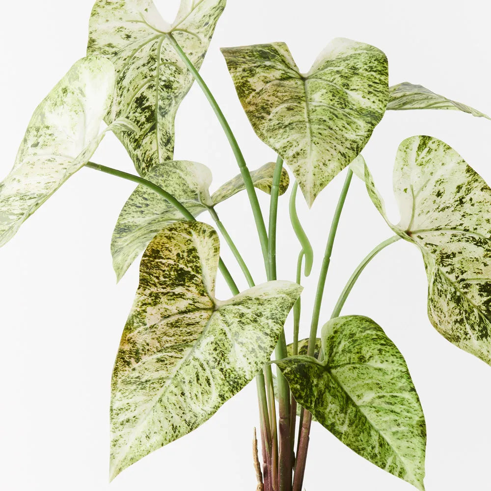 Caladium in Pot 63cm