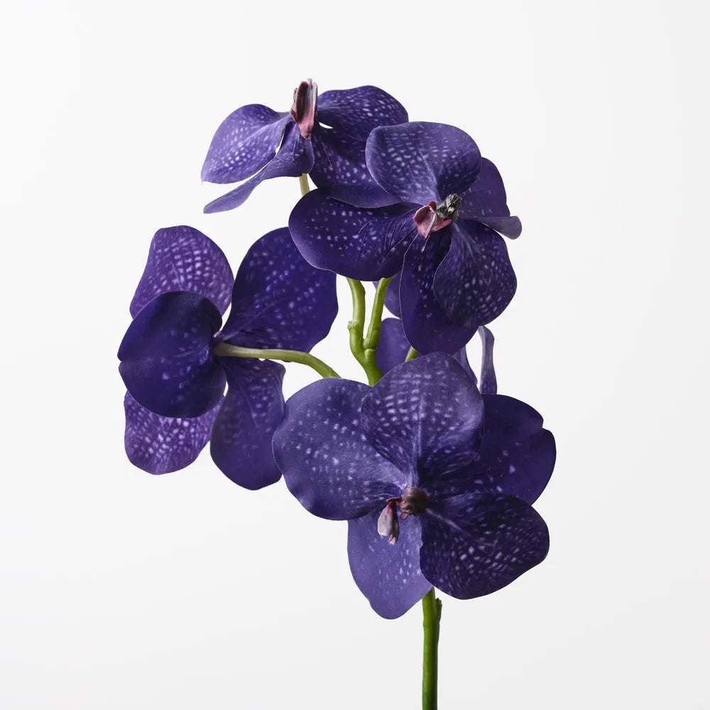 "Len" Vanda Orchid Stem - 66 cm - Purple
