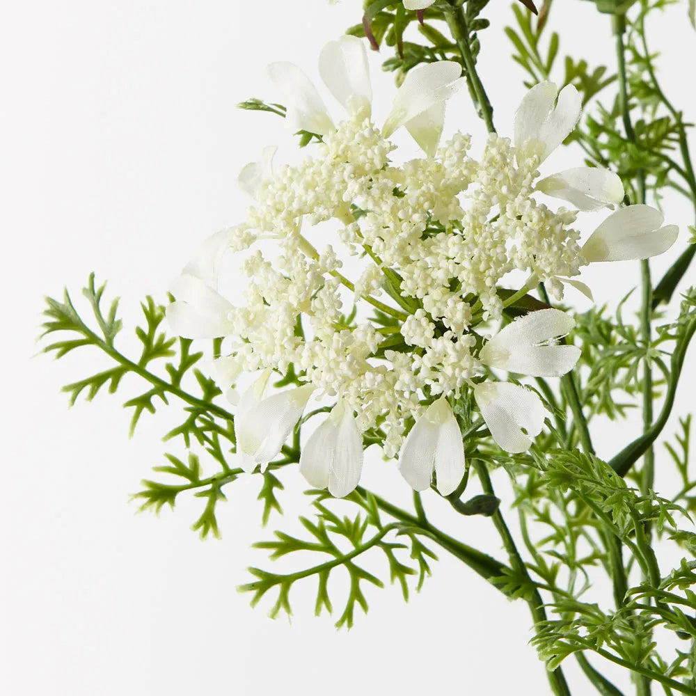 Queen Annes Lace Bush