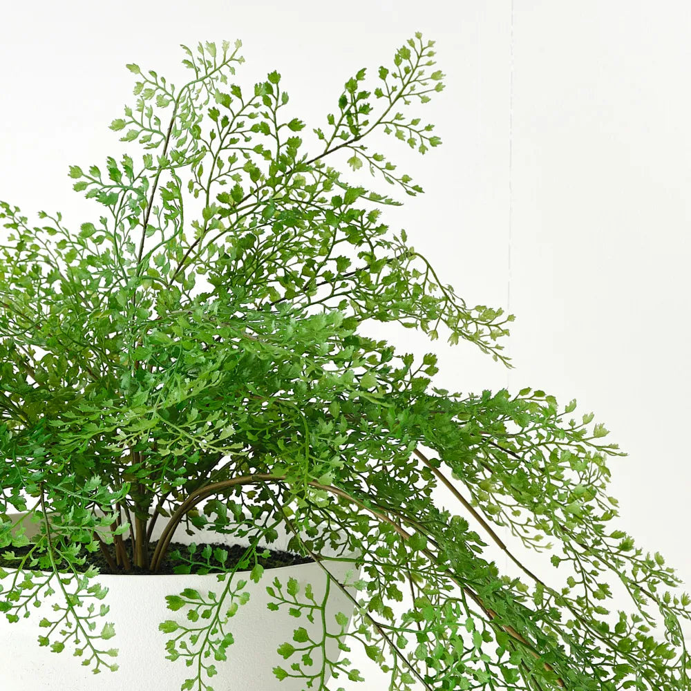 Fern Maidenhair Plant in Bowl