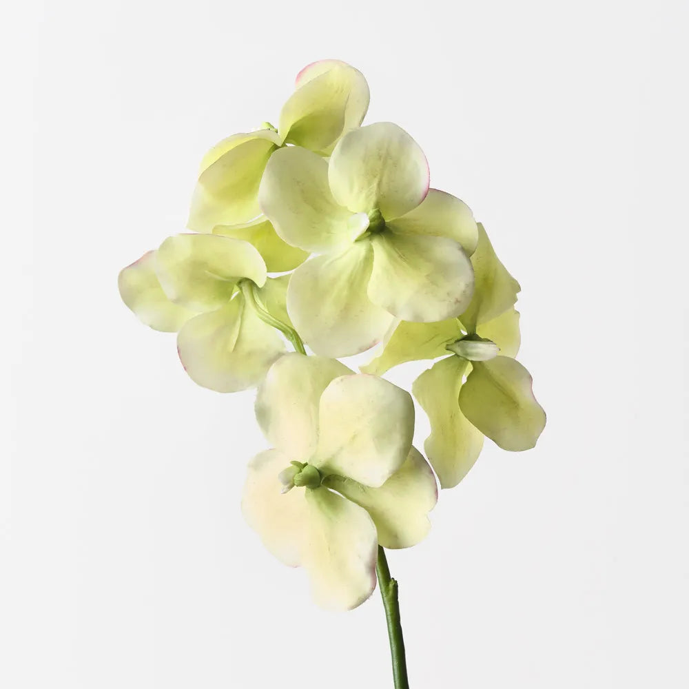 "Len" Vanda Orchid Stem - 66 cm - Green
