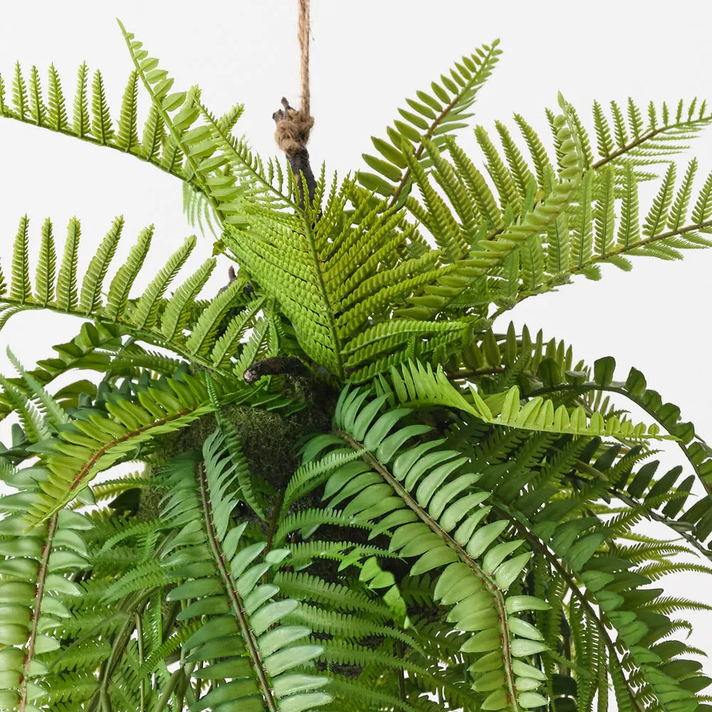 Boston Fern Hanging Ball