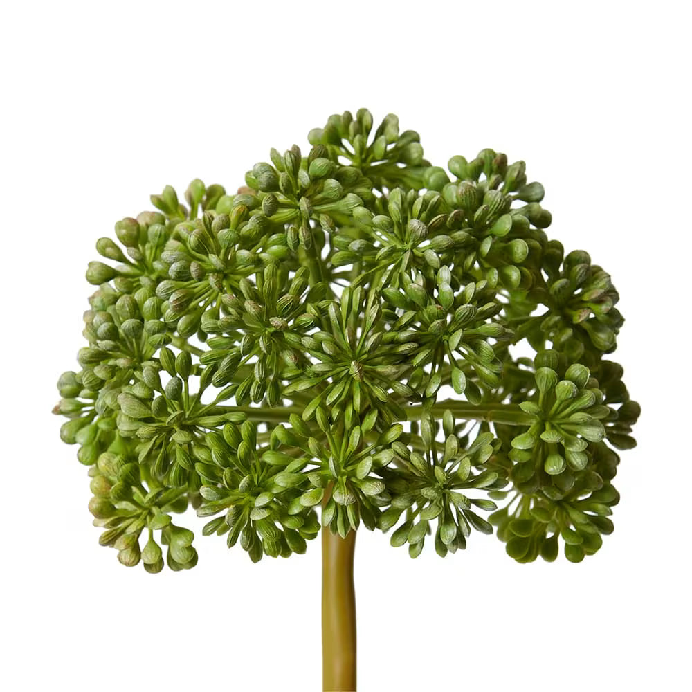 Angelica Stem 79 cm