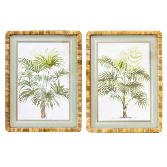 Duo Set Of Framed Vintage Palms