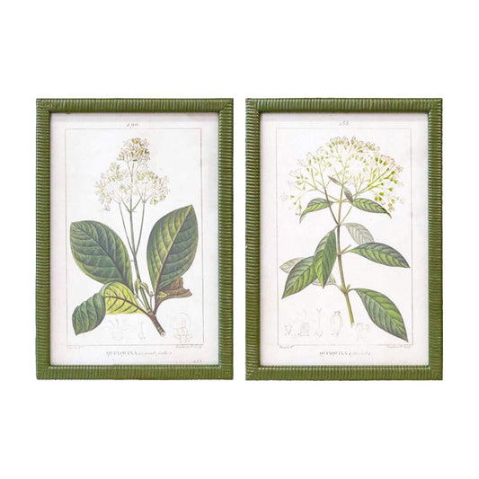 Duo Set Of Verdure Blanc Framed Botanical Prints