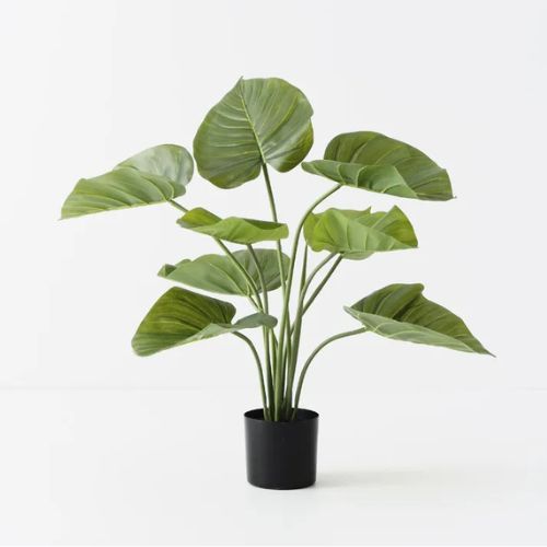 Taro Plant 60cm