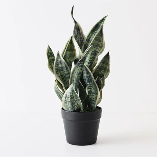 Sansevieria Plant