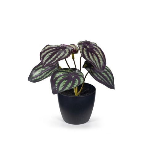 Mini Peperomia Watermelon in Pot