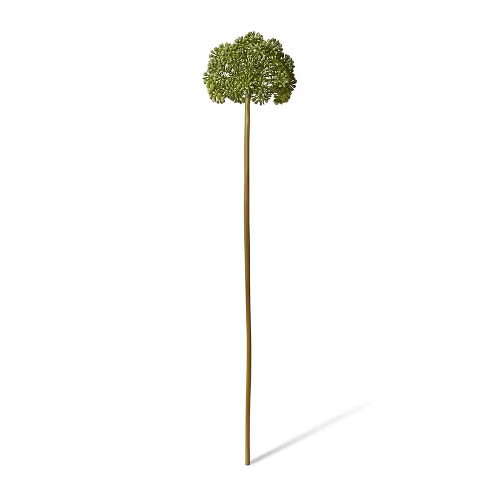 Angelica Stem 79 cm