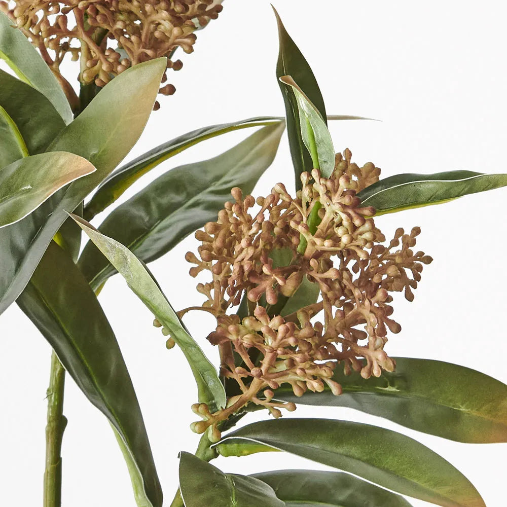 Skimmia Spray - Natural