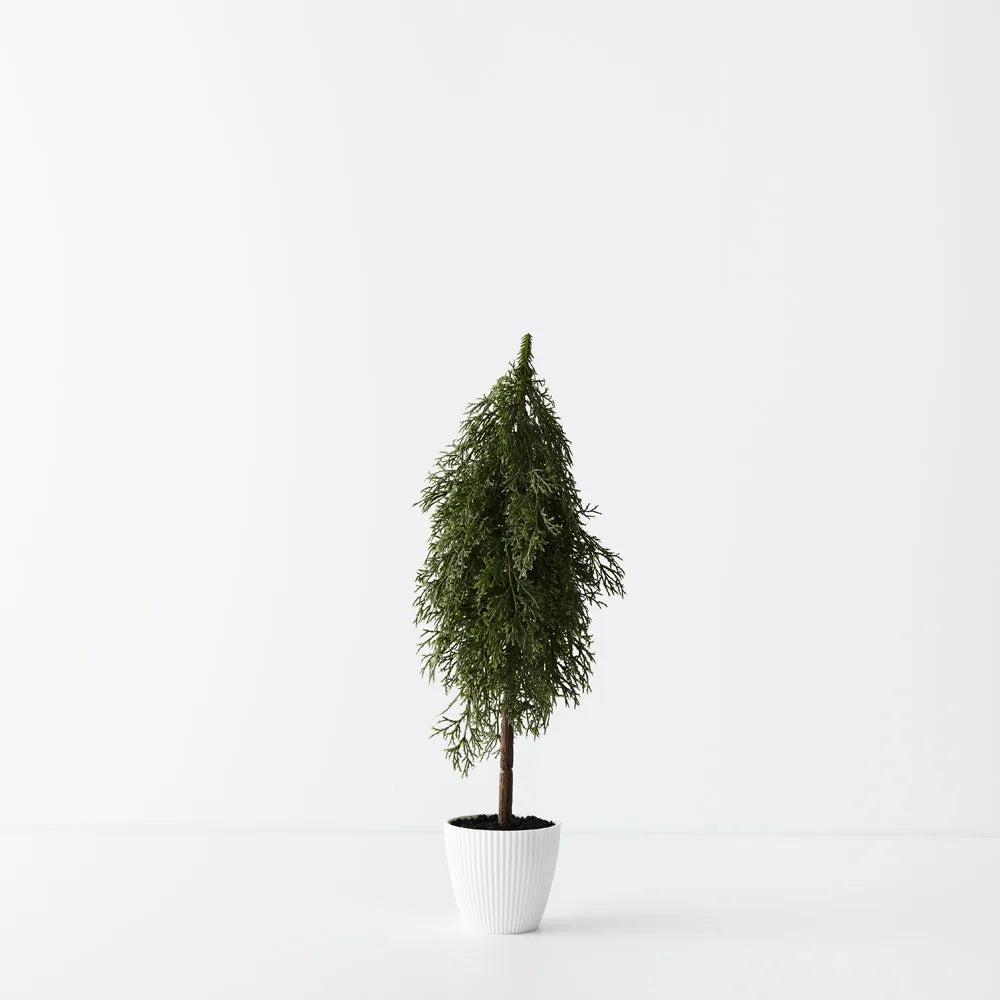 Tree Pine Cypress in Pot 50cm