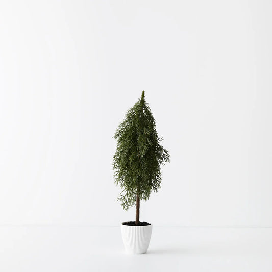 Tree Pine Cypress in Pot 50cm