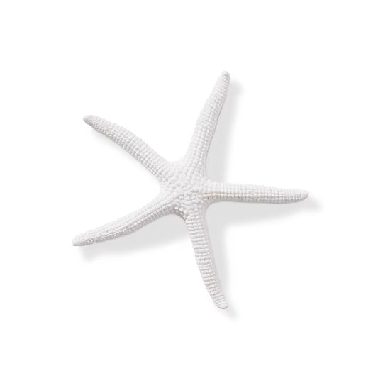 Starfish Sea Star White