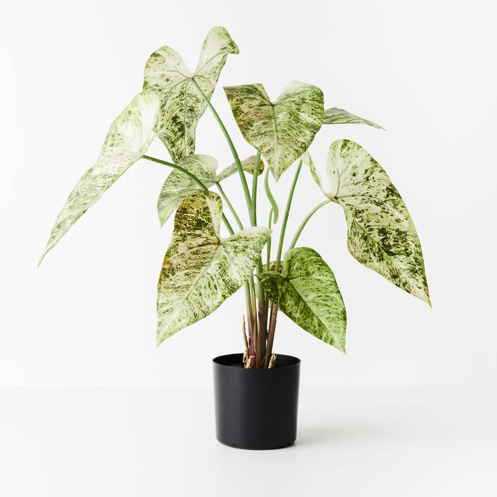 Caladium in Pot 63cm