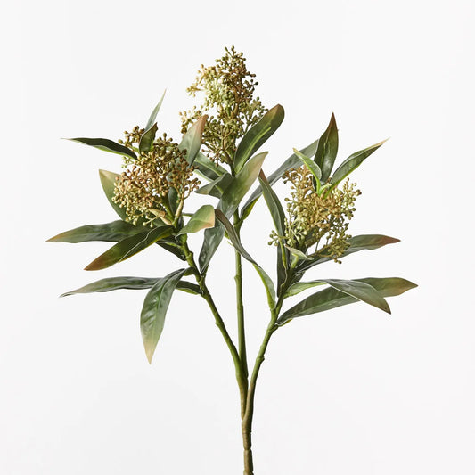 Skimmia Spray