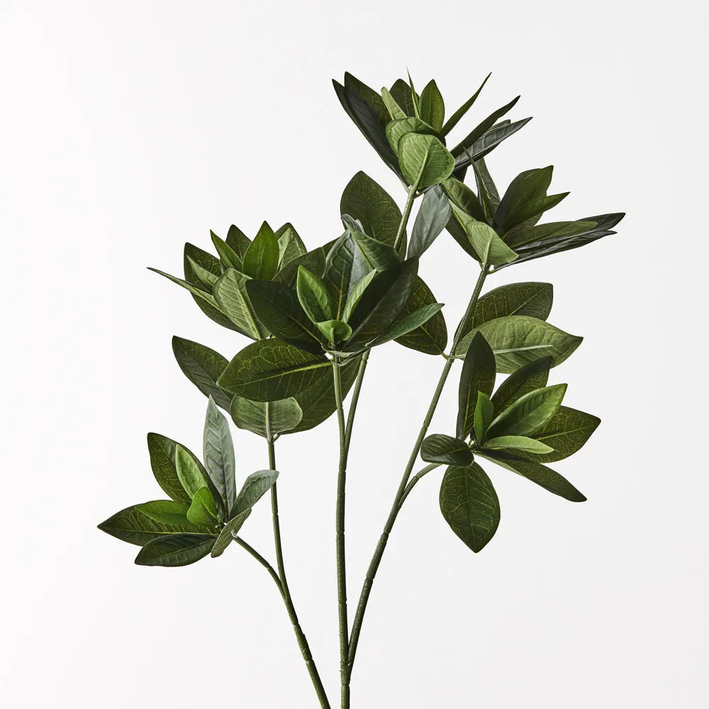 Sweet Leaf Spray