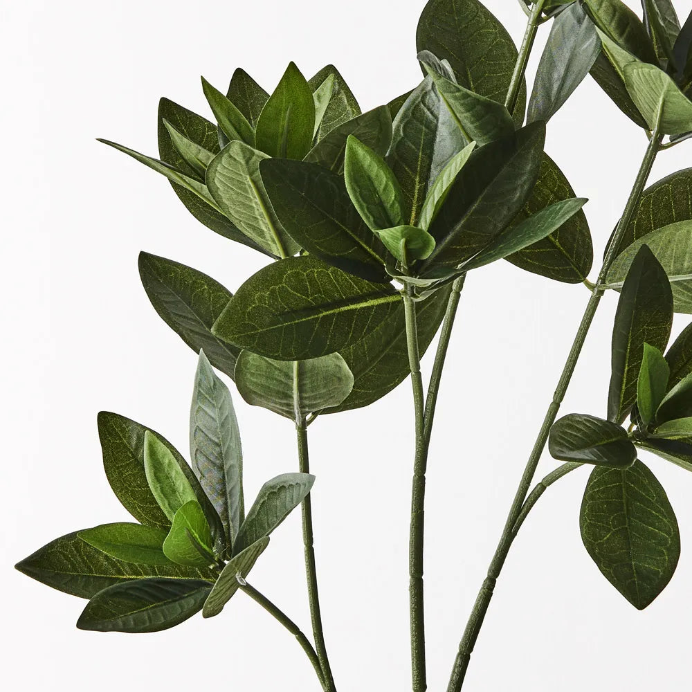 Sweet Leaf Spray