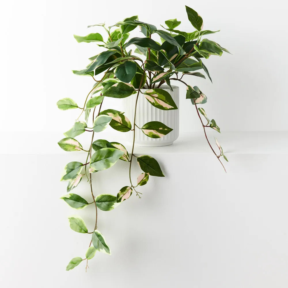 Pothos Hanging Bush in Pot - Green Pink