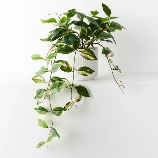 Pothos Hanging Bush in Pot - Green Pink