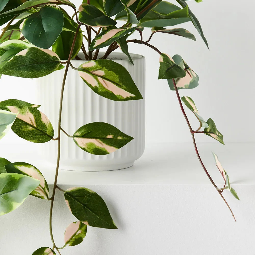 Pothos Hanging Bush in Pot - Green Pink