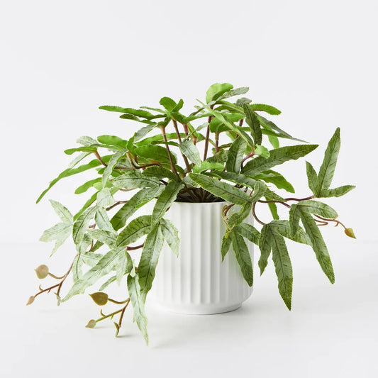 Kangaroo Fern in Pot