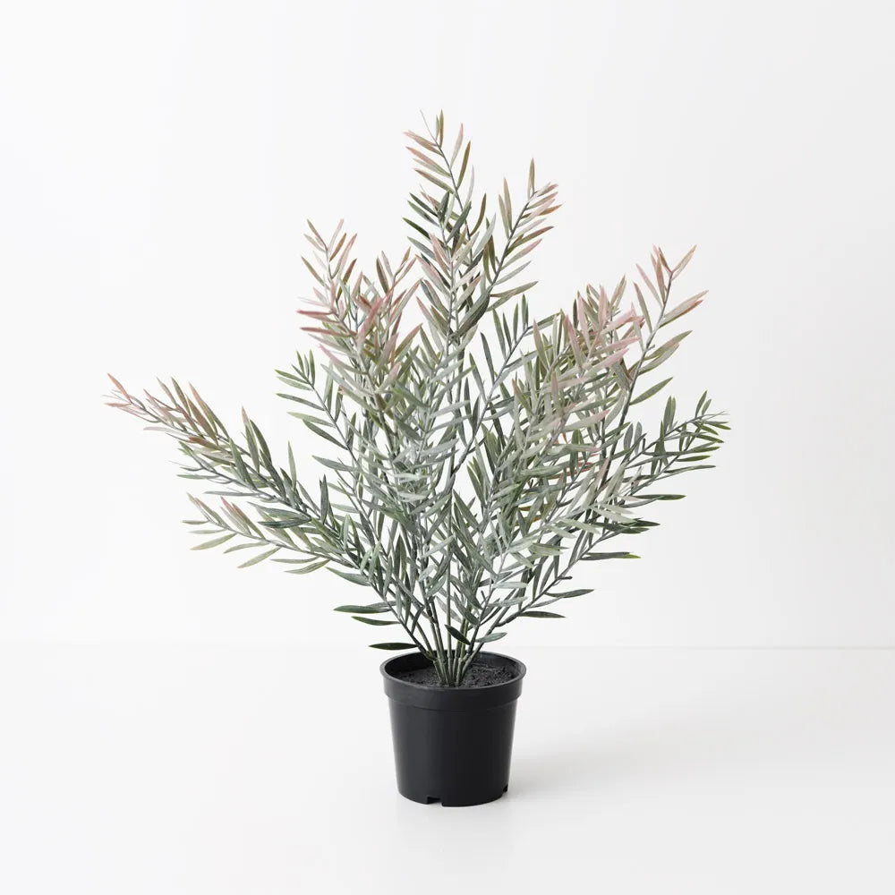 Acacia Leaf Plant Pink - 43cm