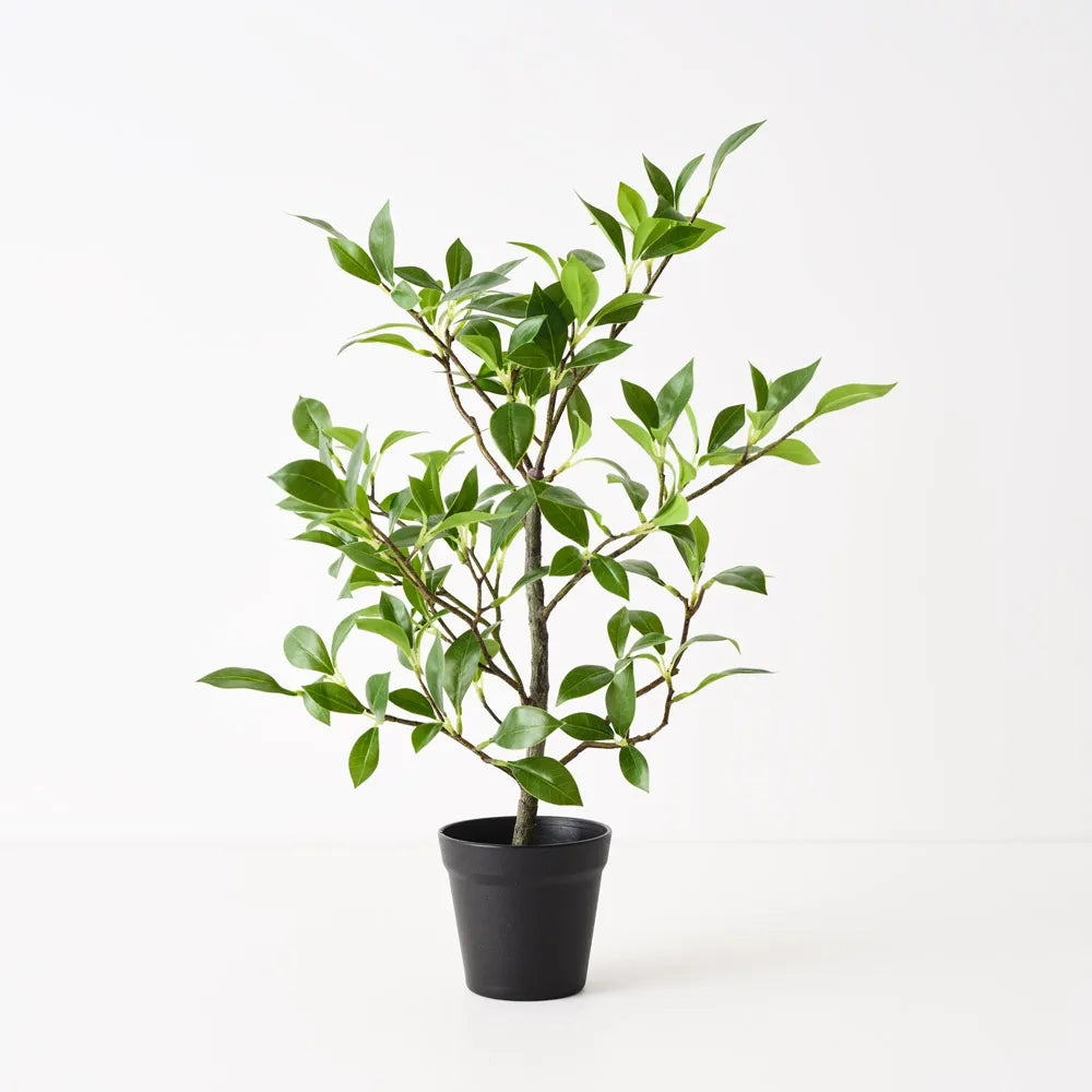 Ficus Plant