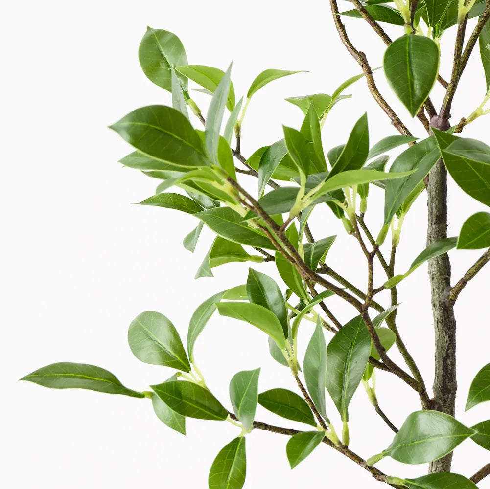 Ficus Plant