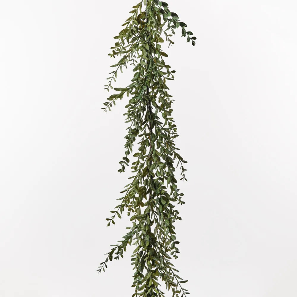 Boxwood Garland - 182cm