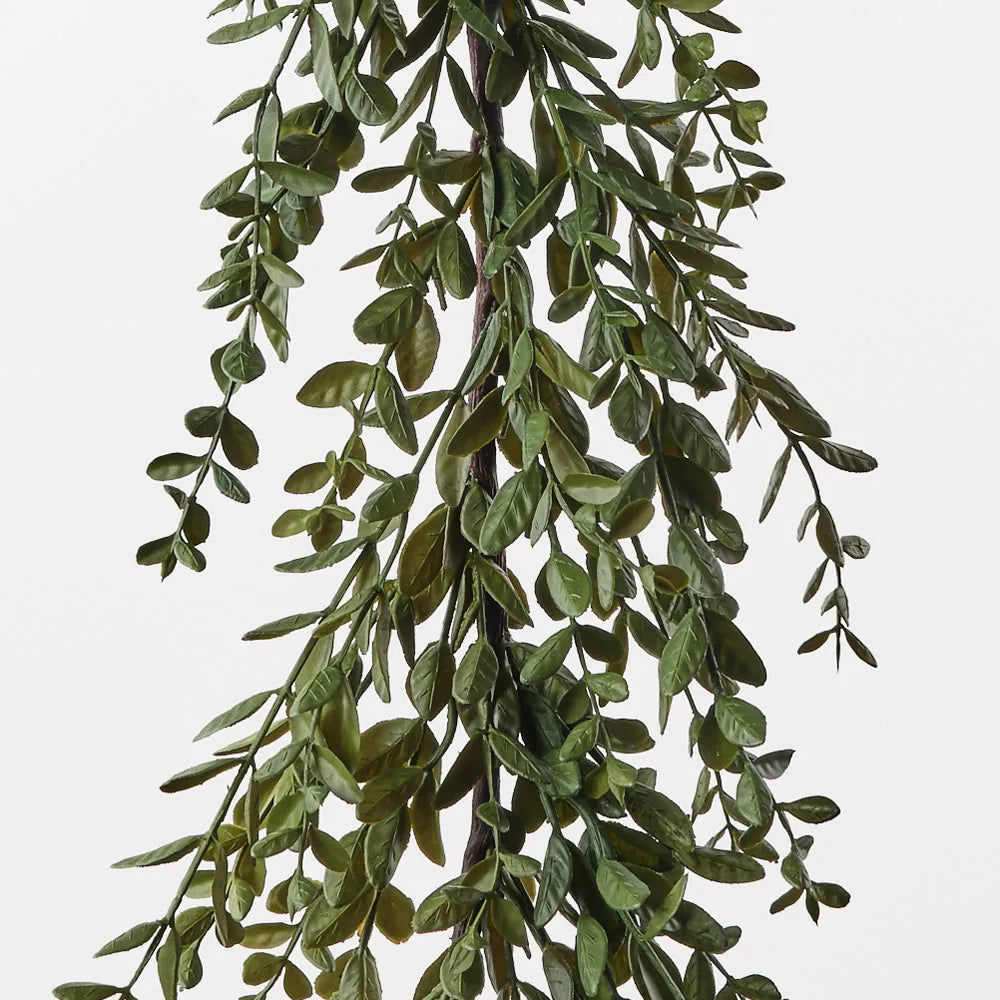 Boxwood Garland - 182cm