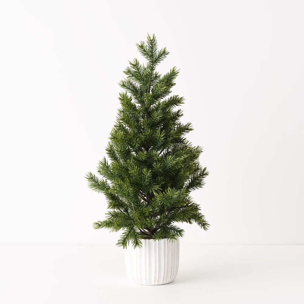 Noble Fir Tree in Pot 66cm